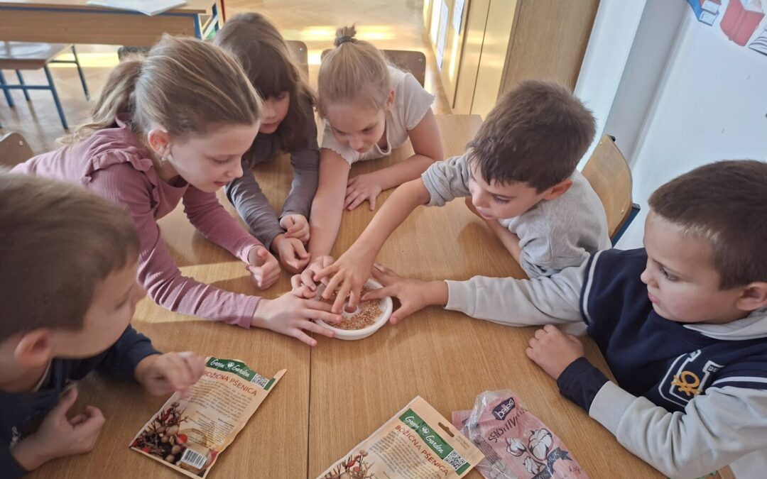 Učenici prvih razreda posijali pšenicu – sv. Lucija