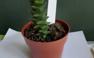 DRAMSKO-NOVINARSKA SKUPINA