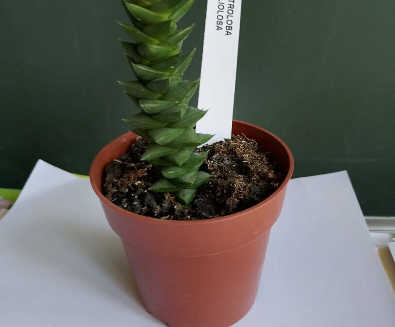 DRAMSKO-NOVINARSKA SKUPINA